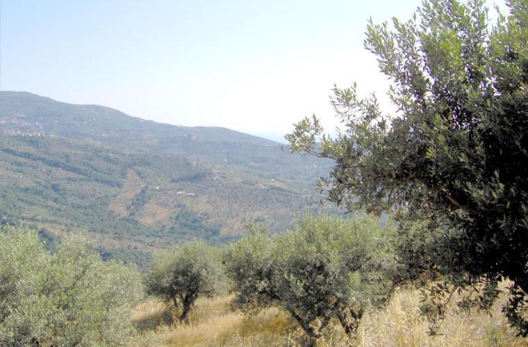 Casale Il Gheppio Vendégház Laureana Cilento Kültér fotó